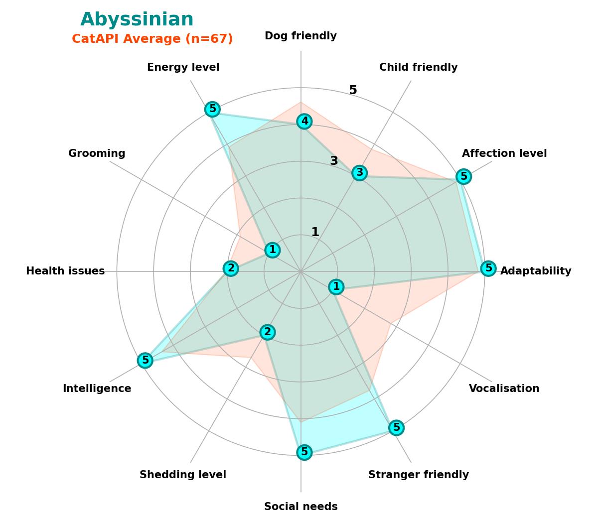 Abyssinian spider