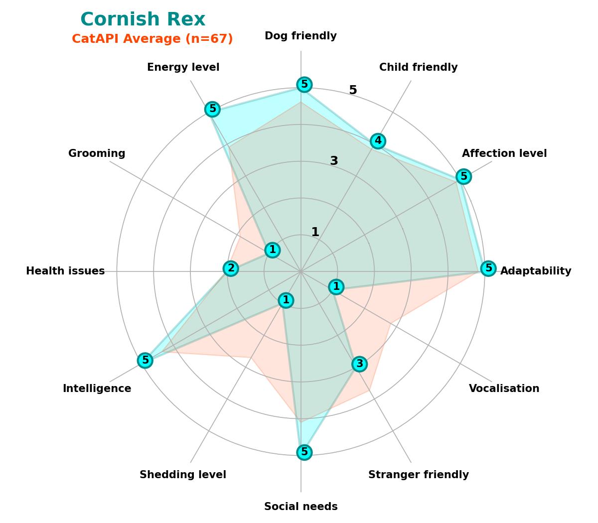 Cornish Rex spider