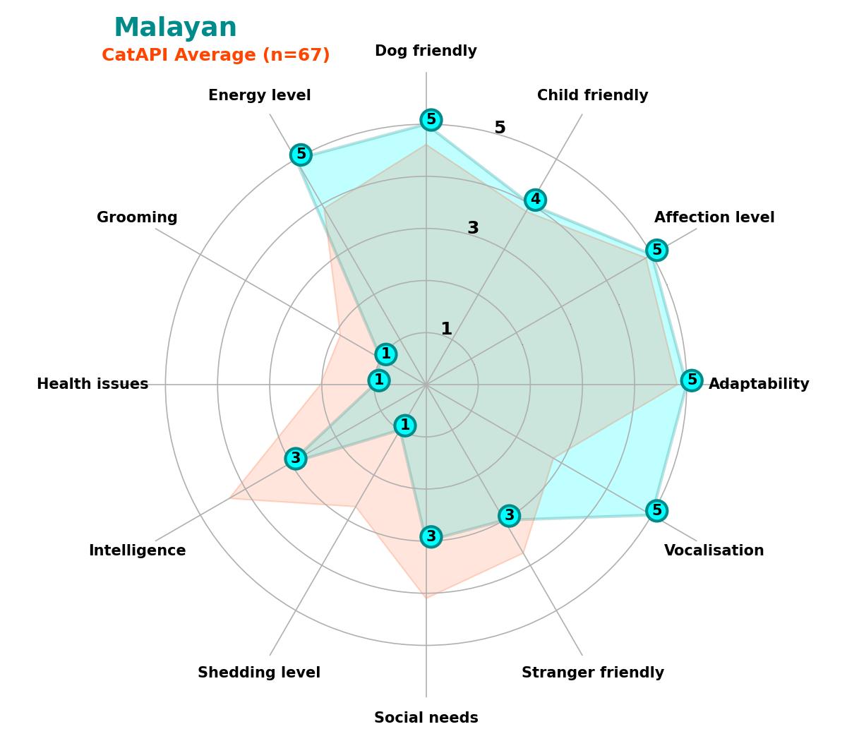 Malayan spider