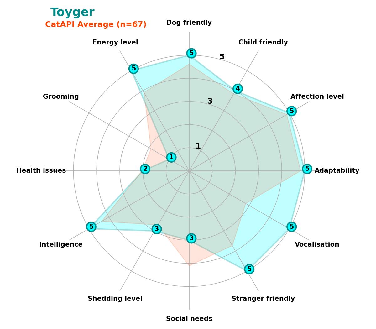 Toyger spider